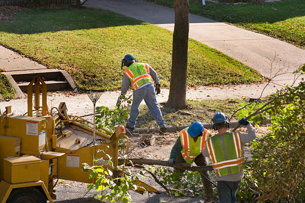 Best Tree Branch Trimming  in Manti, UT